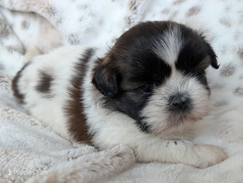 Rilee – Shih Tzu puppy for sale in Rosalia, KS