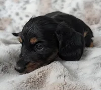 Ty, a male Miniature Dachshund for sale in Rosalia, KS – 3 of 6