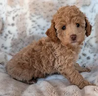 Katie, a female Poodle - Miniature  for sale in Rosalia, KS – Photo 1 of 5