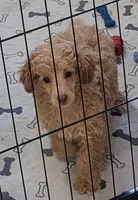 Katie, a female Poodle - Miniature  for sale in Rosalia, KS – Photo 2 of 5