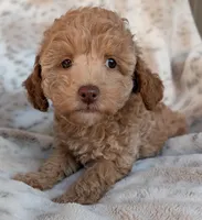 Katie, a female Poodle - Miniature  for sale in Rosalia, KS – Photo 3 of 5