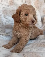 Katie, a female Poodle - Miniature  for sale in Rosalia, KS – Photo 4 of 5