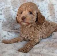 Katie, a female Poodle - Miniature  for sale in Rosalia, KS – Photo 5 of 5