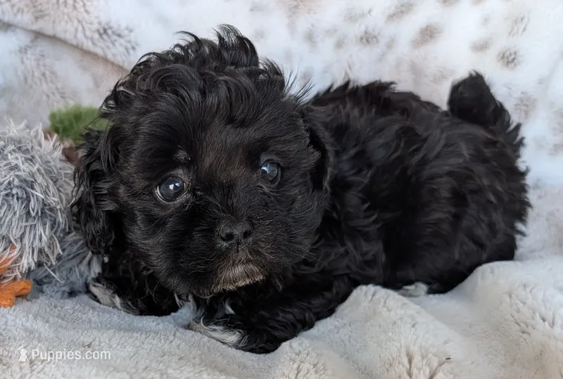 Beau – Shihpoo puppy for sale in Rosalia, KS