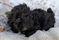 Beau, a male Shihpoo for sale in Rosalia, KS – 1 of 3