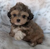 Bizzy , a female Shihpoo for sale in Rosalia, KS – 1 of 3