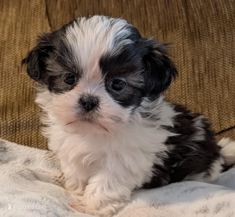 Allie – Shih Tzu puppy for sale in Rosalia, KS
