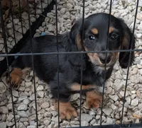 Ty, a male Miniature Dachshund for sale in Rosalia, KS – 5 of 6