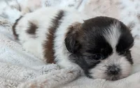 Rilee, a female Shih Tzu for sale in Rosalia, KS – 3 of 5