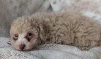 Brulee, a female Poodle - Miniature  for sale in Rosalia, KS – 4 of 4