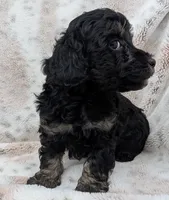 Wyatt, a male Poodle - Toy  for sale in Rosalia, KS – 4 of 5