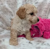 Teddy, a male Poodle - Toy  for sale in Rosalia, KS – 4 of 5