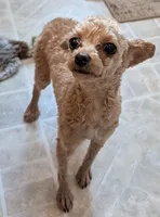 Peaches, a female Poodle - Toy  for sale in Rosalia, KS – Photo 2 of 2