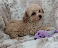 Sonny, a male Poodle - Toy  for sale in Rosalia, KS – 4 of 4