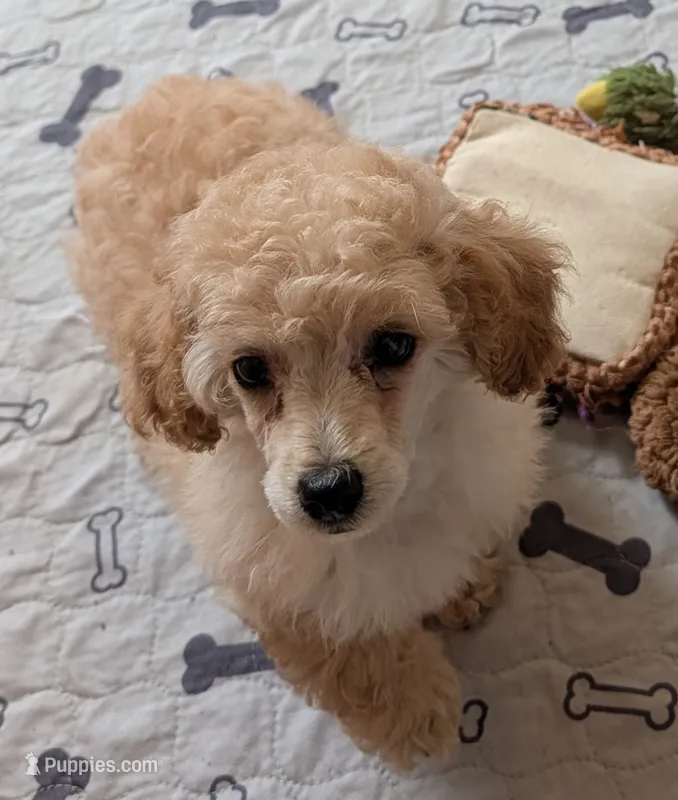 Teddy – Poodle - Toy  puppy for sale in Rosalia, KS