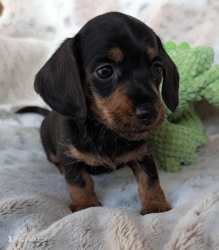 Beth, a female Miniature Dachshund for sale in Rosalia, KS – Photo 1 of 1