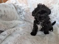 Bonnie, a female Shihpoo for sale in Rosalia, KS – 2 of 3