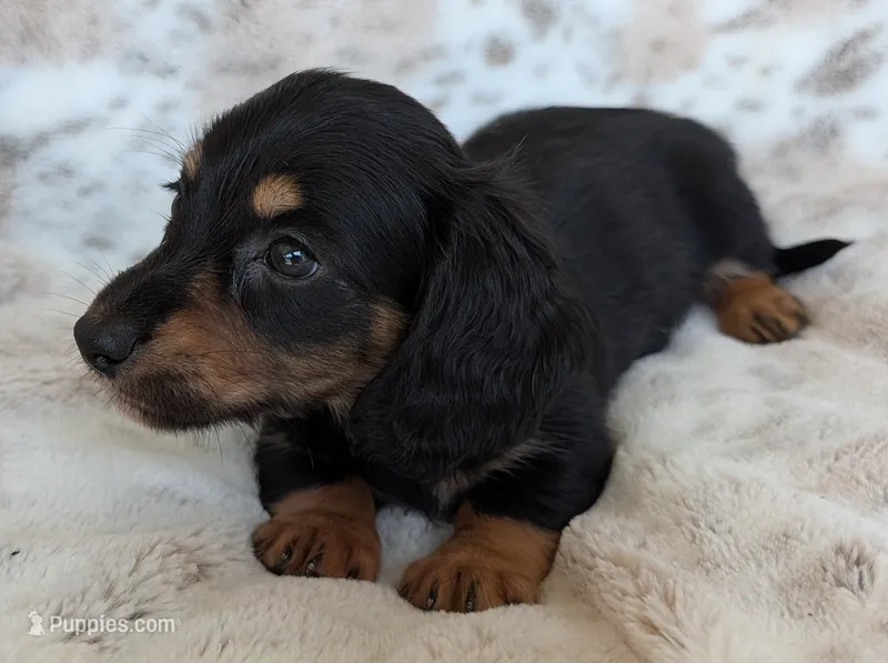 Tig – Miniature Dachshund puppy for sale in Rosalia, KS
