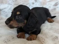 Tig, a male Miniature Dachshund for sale in Rosalia, KS – 1 of 4