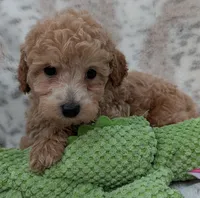 Beau, a male Poodle - Toy  for sale in Rosalia, KS – 4 of 5