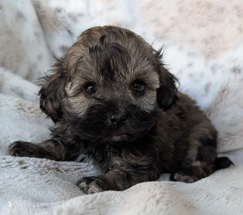 Birdie – Shihpoo puppy for sale in Rosalia, KS