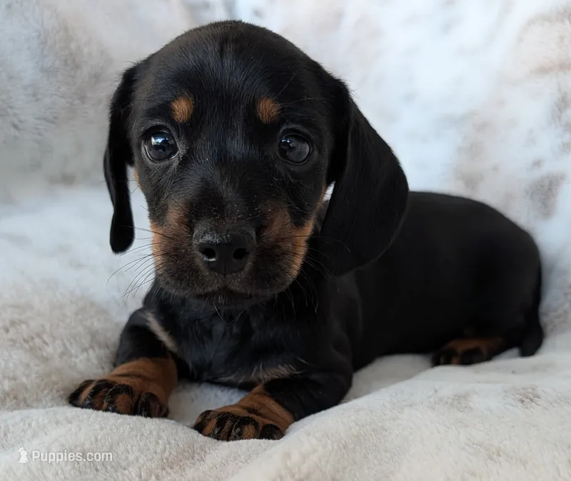 Jenny – Miniature Dachshund puppy for sale in Rosalia, KS