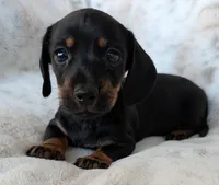Jenny, a female Miniature Dachshund for sale in Rosalia, KS – 1 of 4