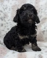 Wyatt, a male Poodle - Toy  for sale in Rosalia, KS – 2 of 5