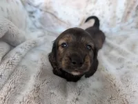 Luke, a male Miniature Dachshund for sale in Rosalia, KS – 3 of 4