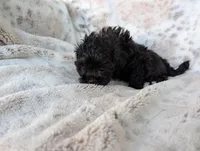 Bonnie, a female Shihpoo for sale in Rosalia, KS – 3 of 3