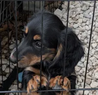 Ty, a male Miniature Dachshund for sale in Rosalia, KS – 2 of 6