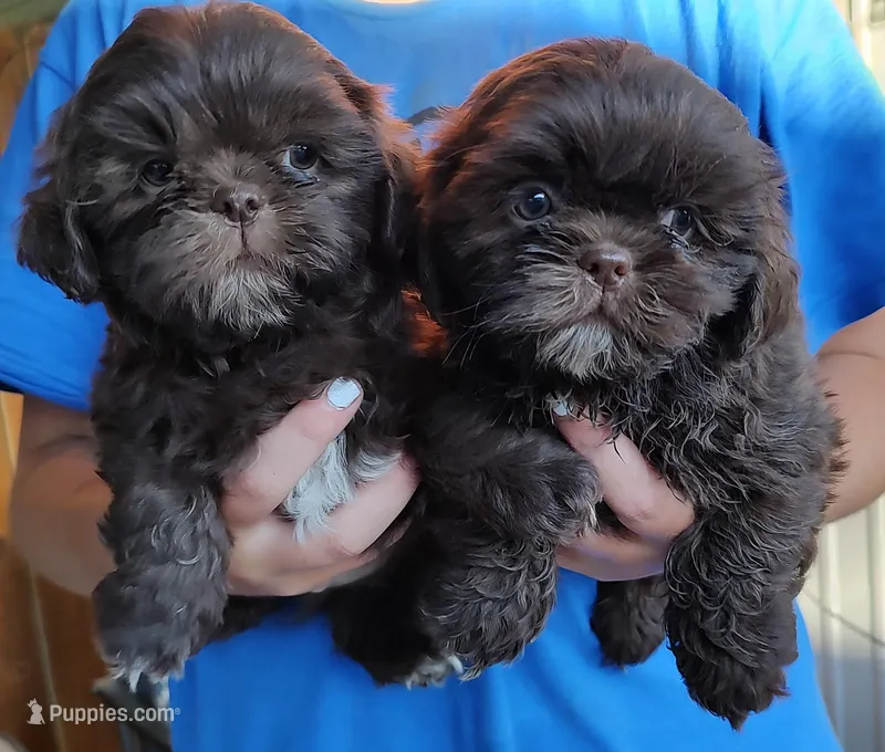 Chocolate, a male Shih Tzu for sale in Rosalia, KS – Photo 1 of 3