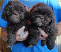 Chocolate, a male Shih Tzu for sale in Rosalia, KS – Photo 1 of 3
