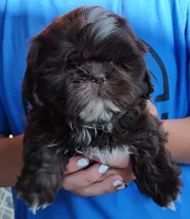 Chocolate, a male Shih Tzu for sale in Rosalia, KS – Photo 2 of 3