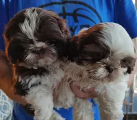 Chocolate, a male Shih Tzu for sale in Rosalia, KS – Photo 3 of 3