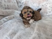 Bizzy , a female Shihpoo for sale in Rosalia, KS – 2 of 3