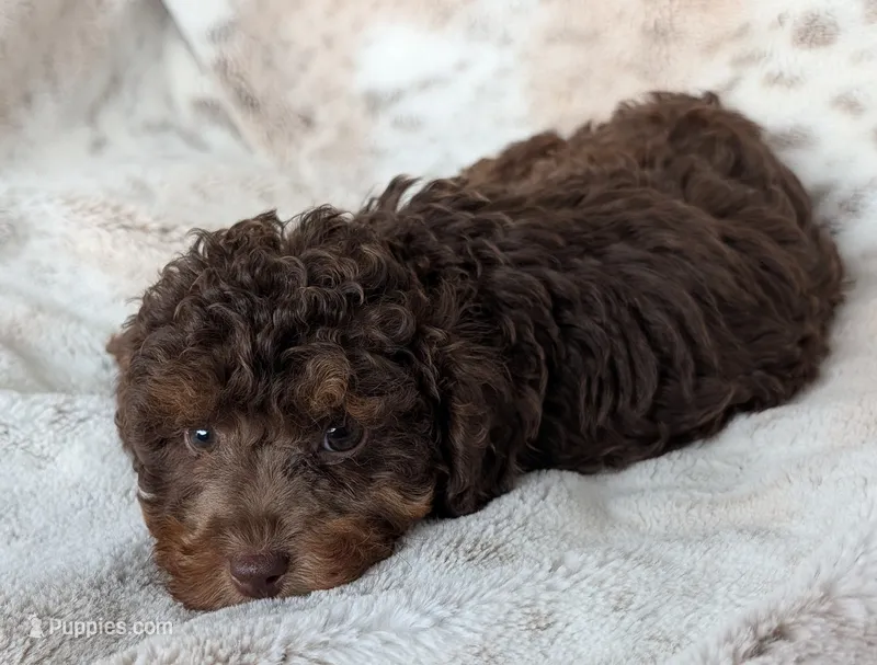 Cinnamon  – Poodle - Miniature  puppy for sale in Rosalia, KS