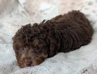 Cinnamon , a female Poodle - Miniature  for sale in Rosalia, KS – 1 of 4