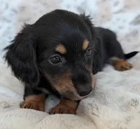 Tig, a male Miniature Dachshund for sale in Rosalia, KS – 2 of 4