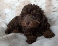 Cinnamon , a female Poodle - Miniature  for sale in Rosalia, KS – 3 of 4