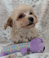 Sonny, a male Poodle - Toy  for sale in Rosalia, KS – 3 of 4