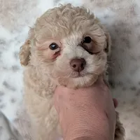 Brulee, a female Poodle - Miniature  for sale in Rosalia, KS – 3 of 4