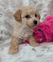 Teddy, a male Poodle - Toy  for sale in Rosalia, KS – 2 of 5