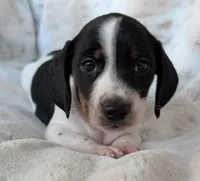 Danny, a male Miniature Dachshund for sale in Rosalia, KS – 3 of 5