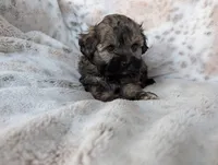 Birdie, a female Shihpoo for sale in Rosalia, KS – 2 of 3