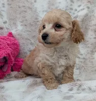 Teddy, a male Poodle - Toy  for sale in Rosalia, KS – 5 of 5