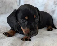 Jenny, a female Miniature Dachshund for sale in Rosalia, KS – 4 of 4