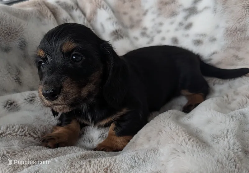 Ty – Miniature Dachshund puppy for sale in Rosalia, KS