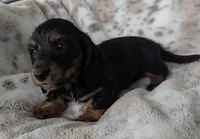 Ty, a male Miniature Dachshund for sale in Rosalia, KS – 1 of 6