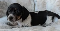Johnny , a male Miniature Dachshund for sale in Rosalia, KS – 4 of 4